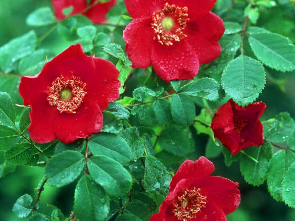 R. moyesii ‘Geranium’  Wild Rose