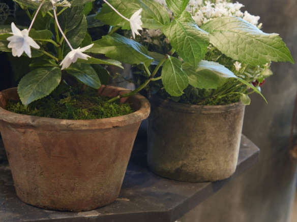 Build Your Own: Potted Shooting Star Hydrangea
