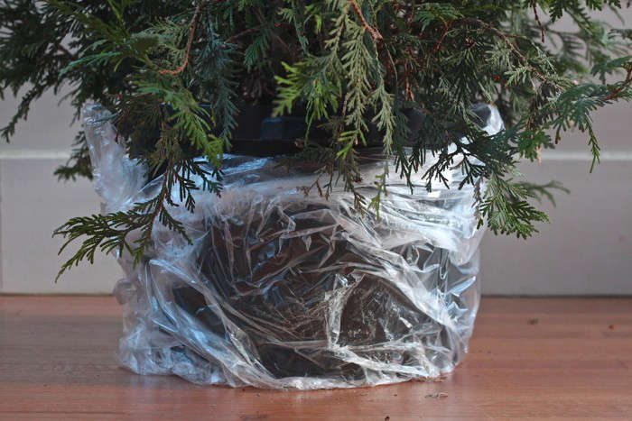DIY: Plant Your Christmas Tree in the Garden: Gardenista