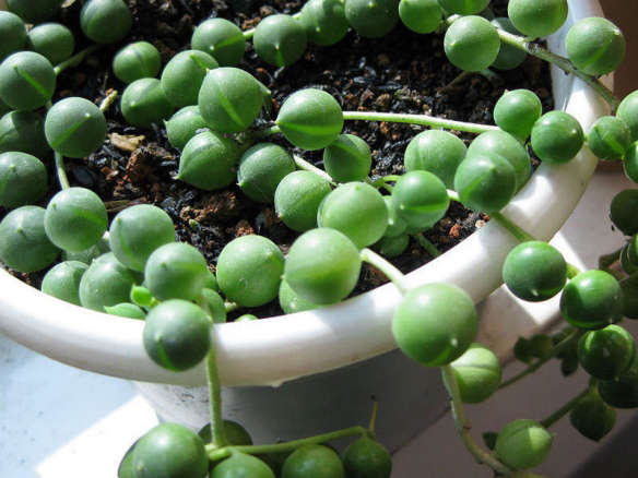 100 Rosary String of Pearl Succulent Seeds Senecio Rowleyanus Beads Round Potted