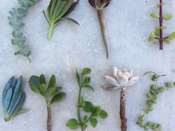 Succulent Cuttings – String Of Pearl