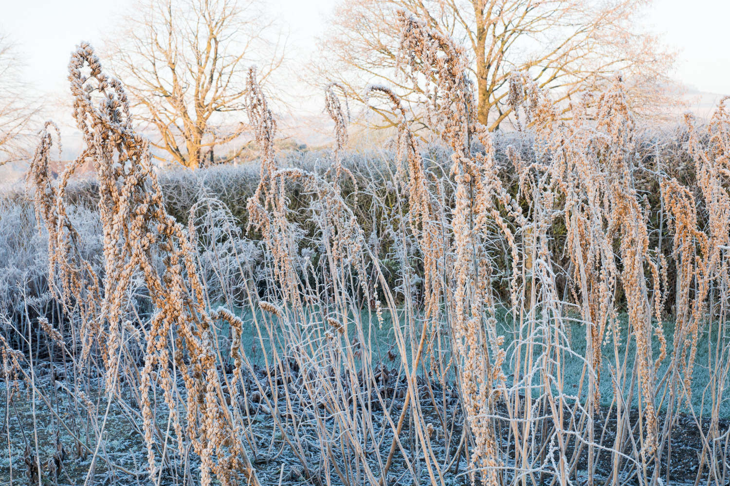 Frosted seed heads of the arching foliage plant Datisca cannabina.