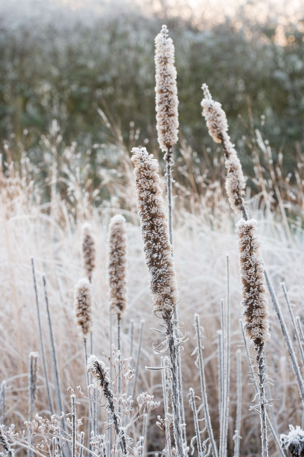 Seed heads of Agastache &#8\2\16;Black Adder&#8\2\17;, after making a graceful transition from purple to frosted brown.