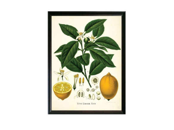 Lemon Botanical Illustration