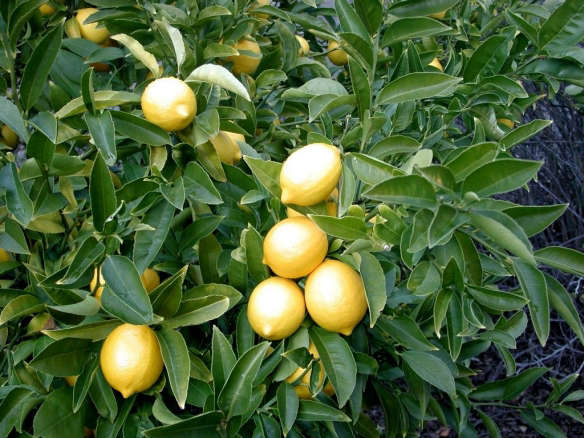 Gardening 101: Lemon Tree