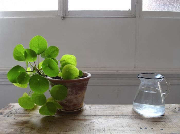 Photograph by Mieke Vergijlen, from \1\1 Ways to Keep Houseplants Happy this Winter.