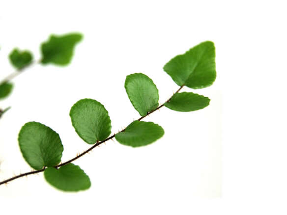 Pellaea rotundifolia ‘Button Fern’