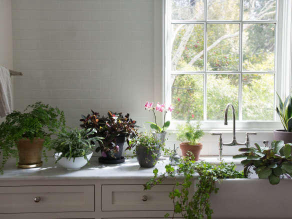 Best Houseplants: 9 Indoor Plants for Low Light