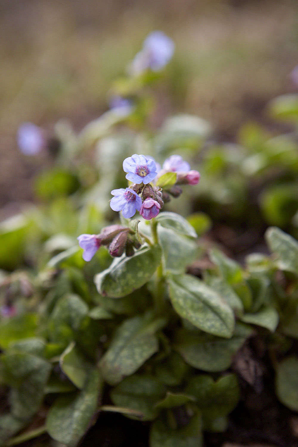 How To Grow And Care For Lungwort