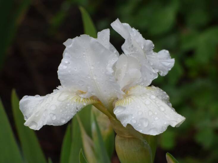 A \2\16;Low Ho\2\17; silver iris from Schreiner\2\17;s Gardens.