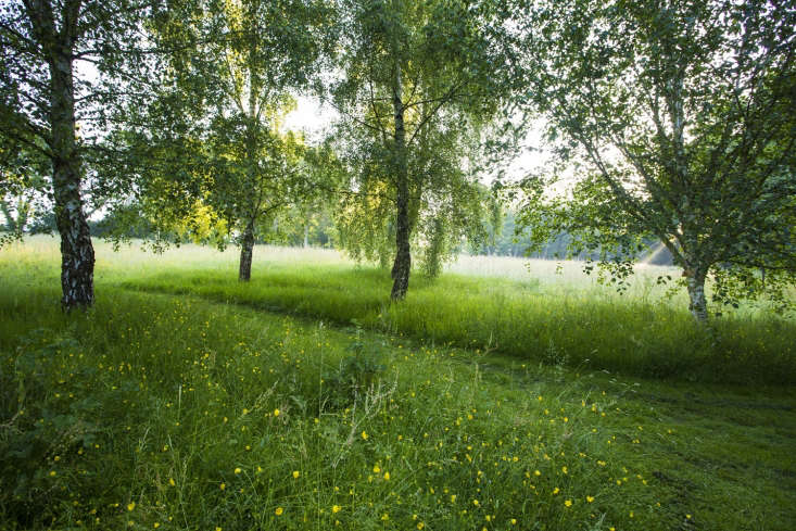 Birch trees in long grass with buttercups, where lawn mowing is held in check.