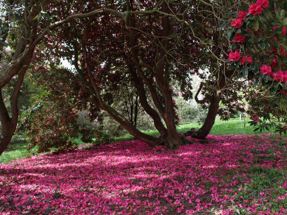 Rhododendrons and Memories of Manderley: A Garden Visit