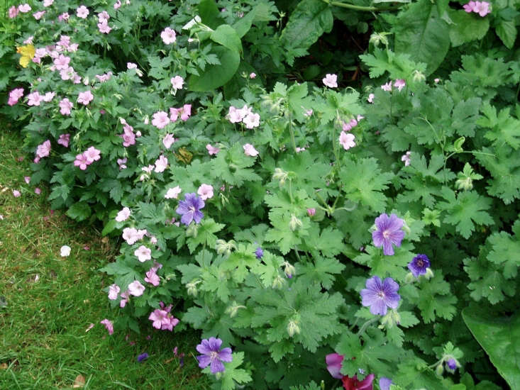 A border of geraniums edges a garden bed. Photograph by Amanda Slater via Flickr, from The Garden Decoder: What Is Green Mulch?.