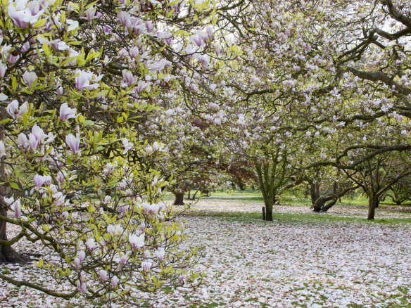 Flowering Magnolias: 7 Favorite Trees to Plant