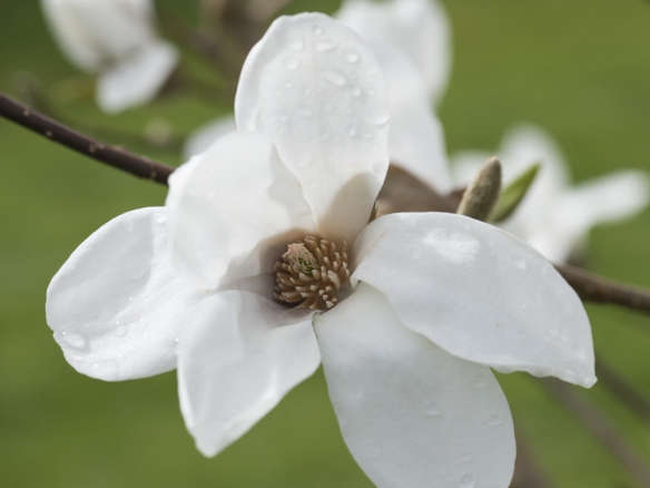 Magnolia x loebneri ‘Snowdrift’