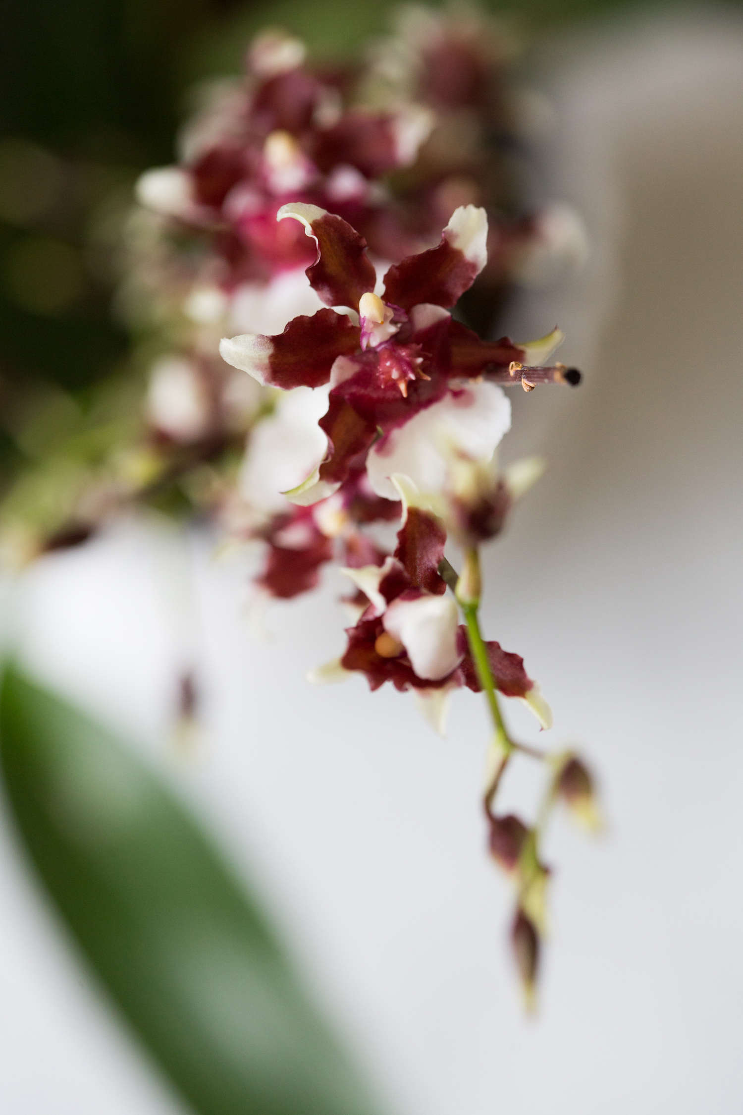 Sharry Baby OrchidThe Chocolate Orchid Oncidium
