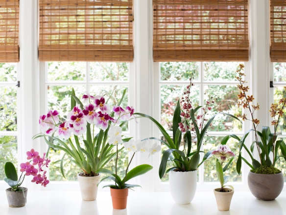 Best Indoor Plants: 6 Flowering Orchids to Grow