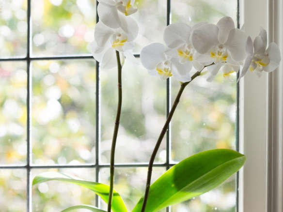 White Moth Orchids