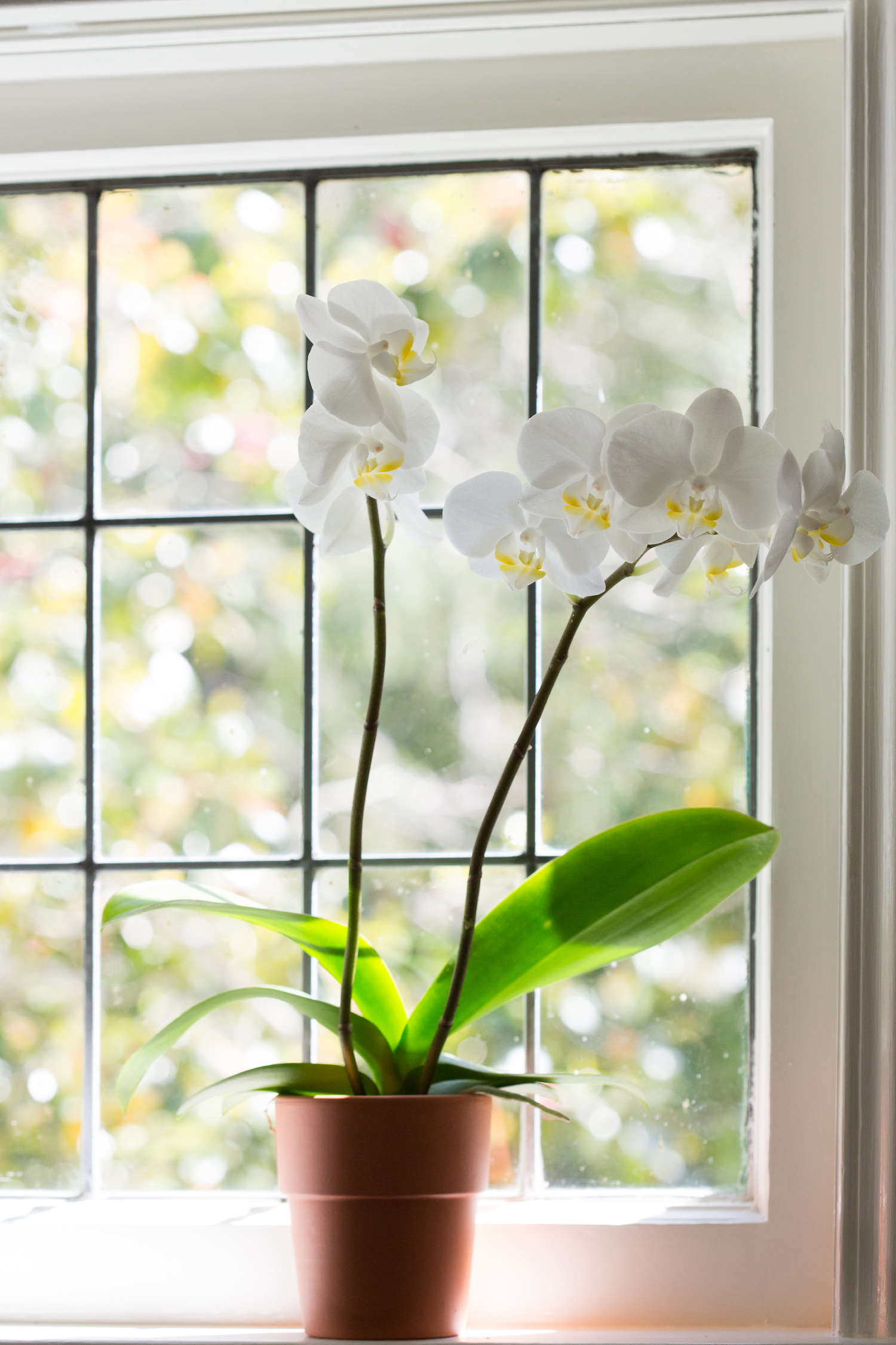How to propagate orchids from keikis