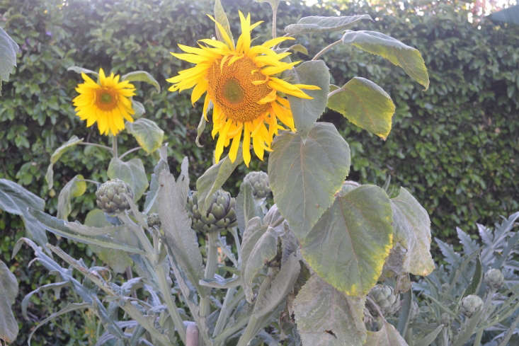 Artichokes and sunflowers mingle in the sidewalk garden created by the Gangsta Gardener (aka Ron Finley). Photograph by Stacey Lindsay, from City Sidewalks: A Garden Visit with Ron Finley in South Los Angeles,
