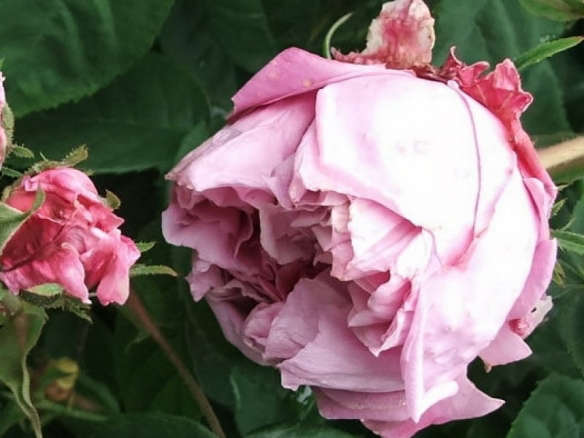 Historische Rose Perle von Weissenstein