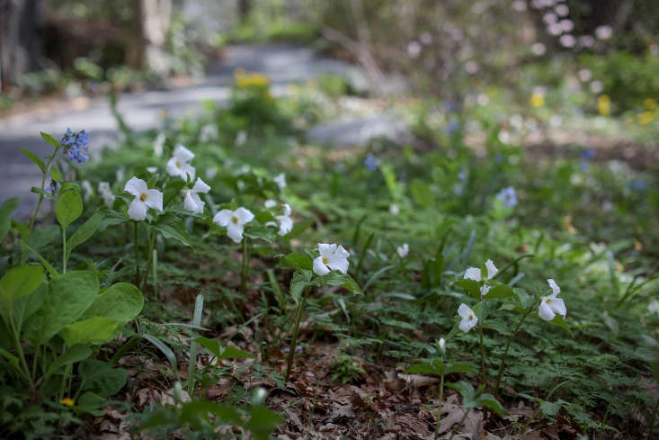 Trilliums are a great native spring ephemeral to grow once you&#8\2\17;ve eradicated lesser celandine. If you want yellow blooms, consider marsh marigolds. Photograph by Justine Hand, from Gardening \10\1: Trilliums.
