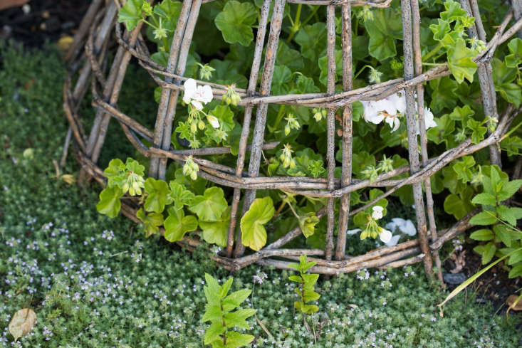Creeping thyme growing beneath white pelargoniums under a cloche. Photograph by Mimi Giboin for Gardenista, from Landscape on a Budget: The \$\250 Instant Rose Garden.