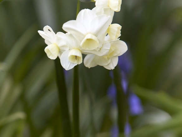 5 Quick Fixes: The Rarified Daffodil