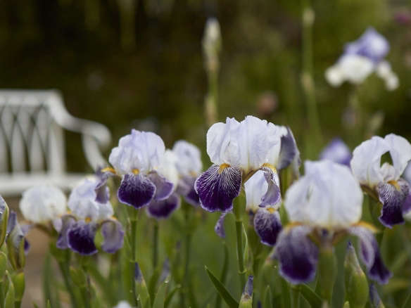 Bearded Irises: A Lost Generation of Flowers Has a Moment
