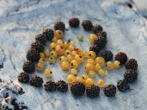 Edible Gardens: Black Raspberries, America’s Lost Fruit