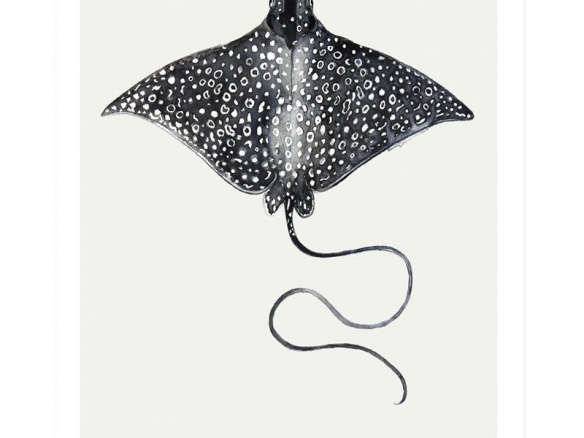 Spotted Eagle Ray Watercolor Print