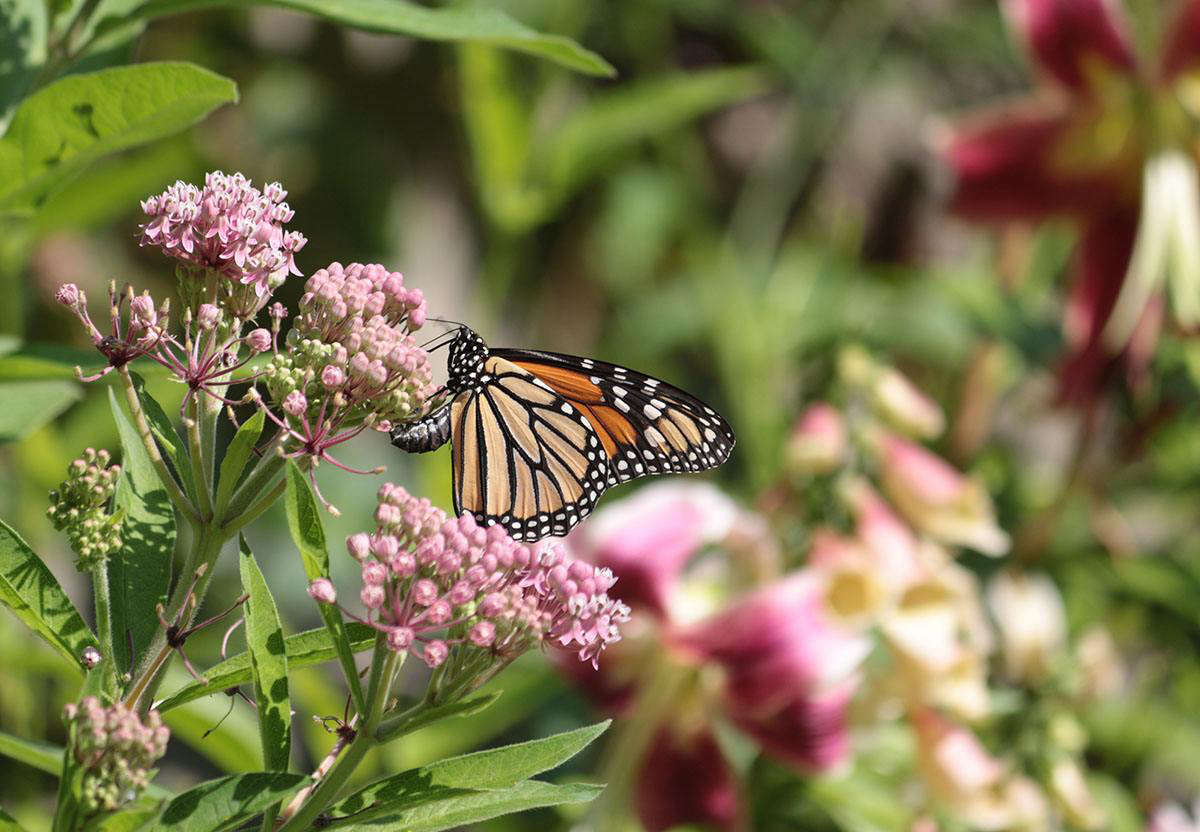Monarch Butterflies Are Nearing Extinction 5 Ways To Help Gardenista