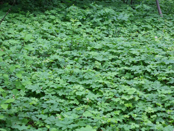 Search & Destroy: Goutweed, the Invasive Ground Cover of Your Nightmares
