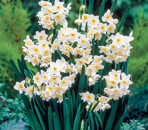 Tazetta Daffodil Grand Primo
