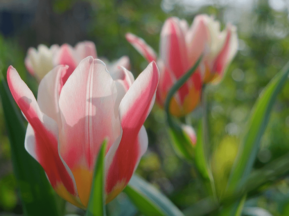 Tulipa – Analita – Tulip
