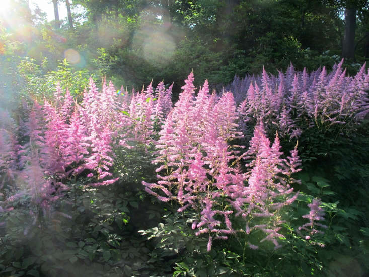 Pink astilbe lights up a corner of the New York Botanical Garden. This is the full, lush look I was hoping for in my garden. Photograph by Kristine Paulus via Flickr.