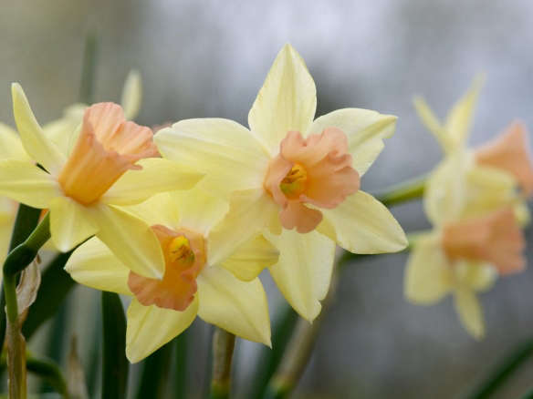 Narcissus – Blushing Lady – Daffodil