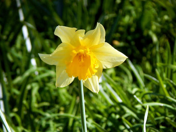 Daffodil Bulbs (Trumpet) – King Alfred