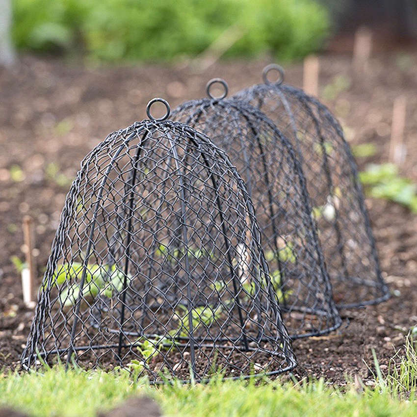 Garden Hacks: 10 Ideas for Wire Cloches - Gardenista