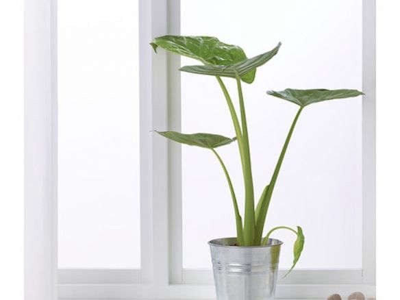 Alocasia Regal Shield Potted Plant