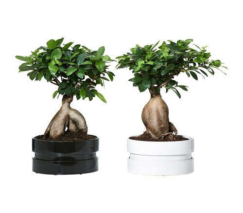 Ficus Microcarpa Ginseng Plant With Pot, Bonsai