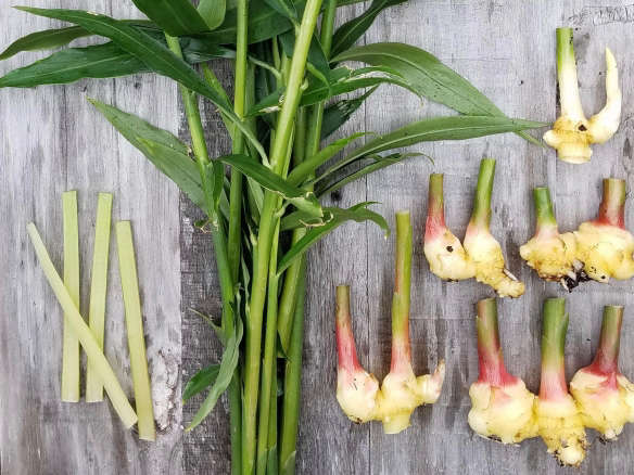 Spice Kit: How to Grow Ginger, Turmeric, and Cardamom at Home