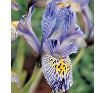 Iris ‘Katharine Hodgkin’ (Reticulata)