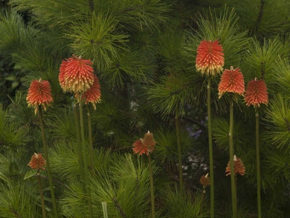 Red Hot Pokers: Rethinking a ’70s-Retro Flower