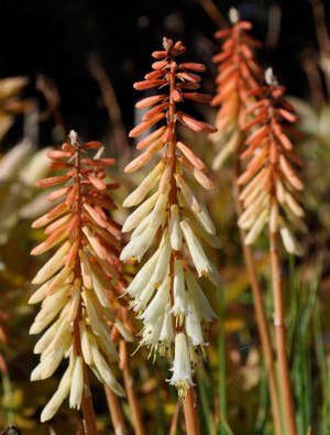 Kniphofia ‘Toffee Nosed’