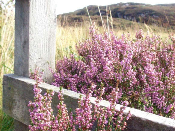 10 Garden Ideas to Steal from Scotland