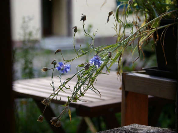 Blue Cornflower or Bachelor Button Seeds