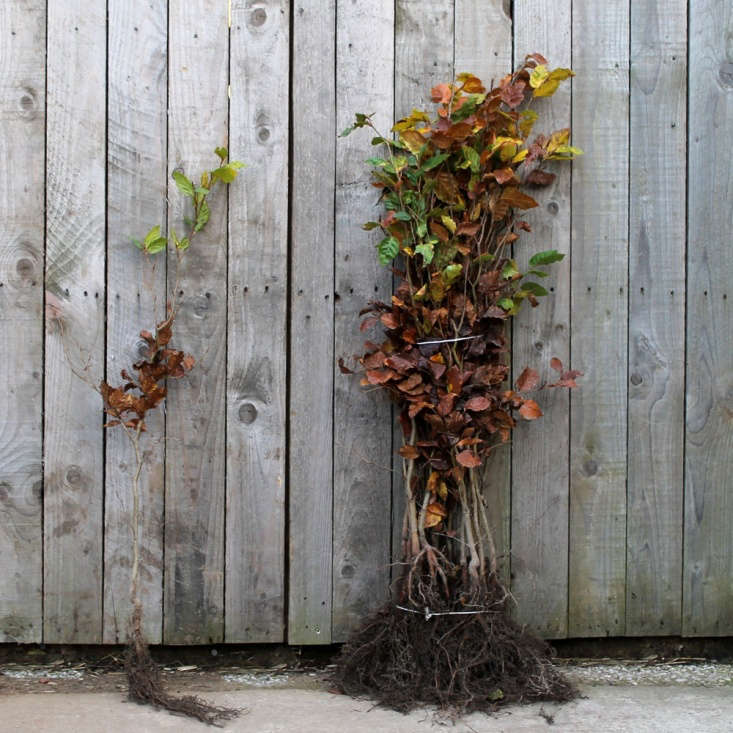 Bare Root Beech Plants (Fagus sylvatica) make good hedging plants and are available in six sizes for prices from £\1.\19 to £\15.99, depending on size from Impact Plants. Read more at Copper Beech Trees: A Field Guide to Planting, Care & Design.
