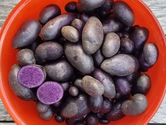 Organic Purple Majesty Seed Potatoes