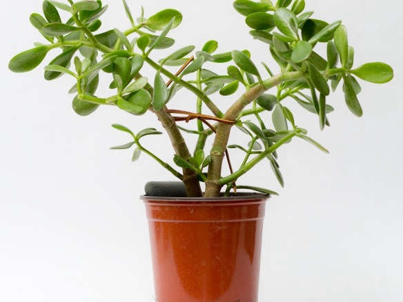 Succulent Plant with Pot